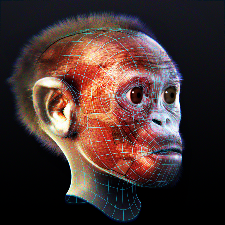Taung child - Skin and Muscles (c) Cicero Moraes CC BY SA 3.0